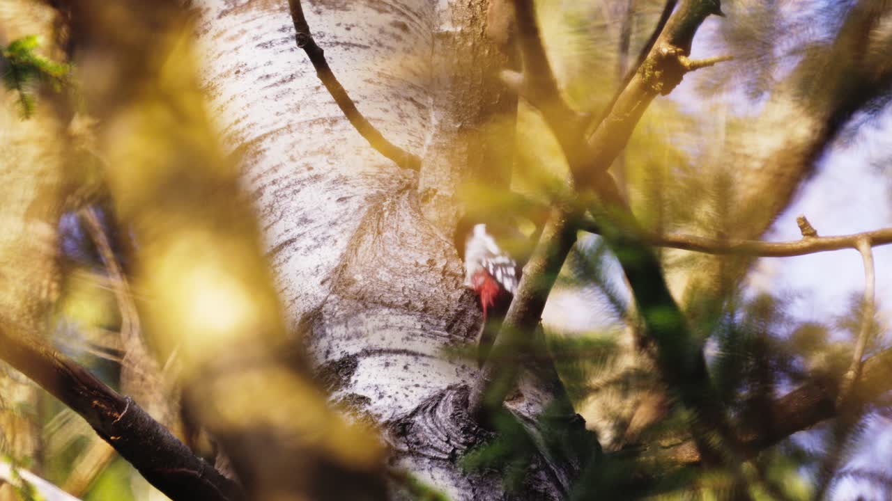 gran pájaro carpintero manchado picoteando en un nido en un tronco de árbol en un bosque de primavera