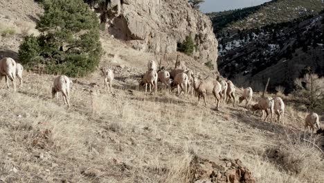 Rebaño-De-Ovejas-De-Cuerno-Grande-Pastando-En-Las-Montañas