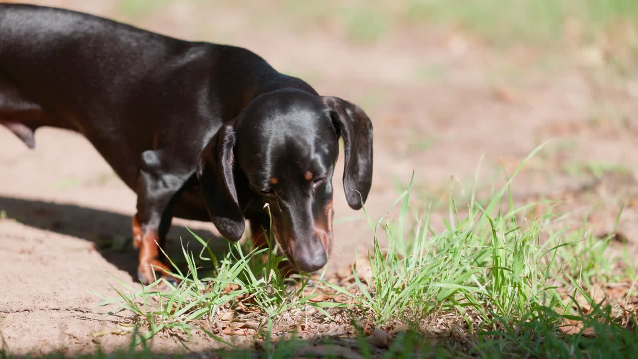 A black and tan dachshund calmly munches on grass in a backyard. The dog is surrounded by green grass, creating a peaceful pet moment.