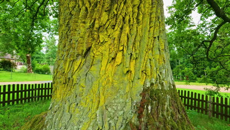 the huge trunk of a mighty oak tree - tilt up reveal