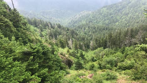 green forest and valley on a cloudy day