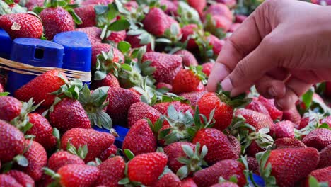 fresh strawberries at the market