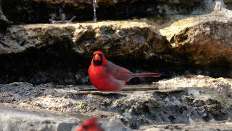 northern cardinal drinking from a pool of water next to a stream - cardinalis cardinalis