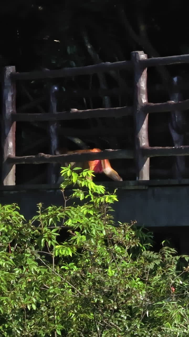 Vertical drone shot of a monkey walking past a family in sunny Zhangjiajie, China
