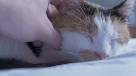 closeup of a sleeping cat getting stroked