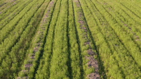 animal de ciervo salvaje en el campo agrícola filmado con un dron en la naturaleza