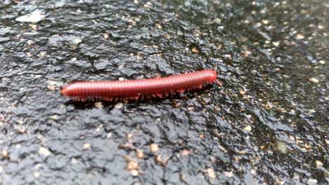 millipedes ,animal