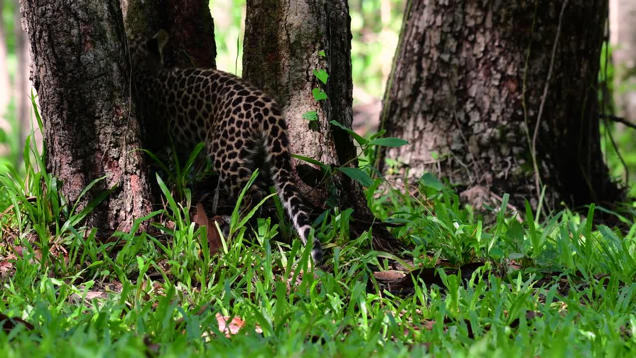 Çinhindi Leoparı savunmasız bir türdür ve Tayland'ın büyük kedilerinden biridir