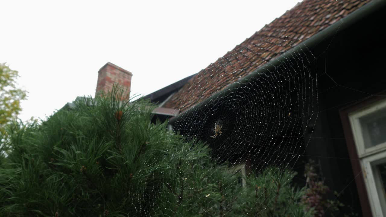 Spider in the middle of the spider web, black painted old traditional wooden residential house with red clay tiles on a roof in background, overcast day, wide handheld shot