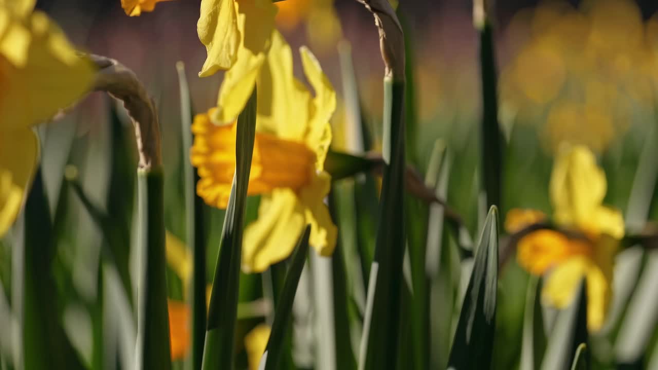 Close-up video of vibrant yellow daffodils in a field, captured from a low angle