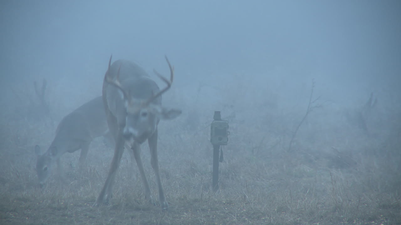 Deer in the Fog