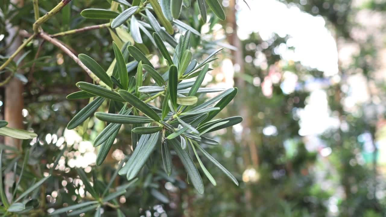 올리브 가지들이 부드럽게 바람에 움직이고 있습니다.