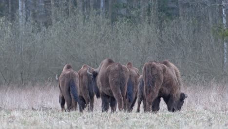 herd of bison grazing in grassy landscape, wild animals