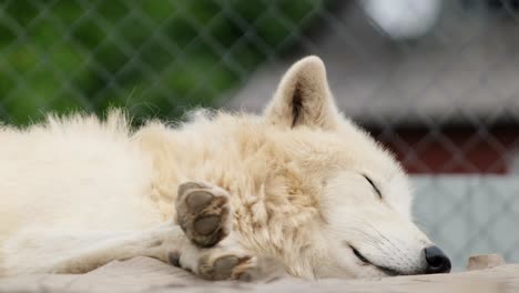 Sleeping Arctic Wolf