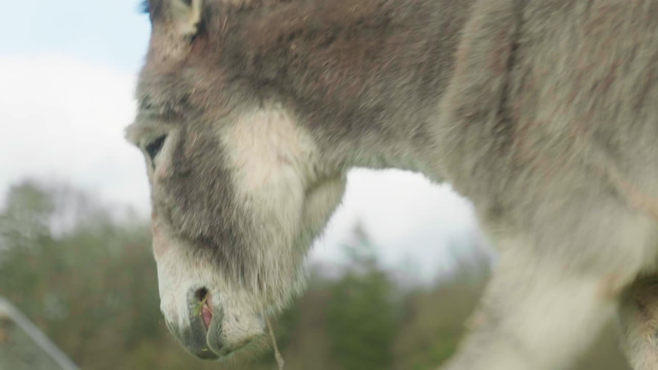 4K Cinematic slow motion footage of a donkey in a field eating grass on a sunny day.