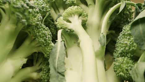 evocative macro probe shot of fresh green broccoli