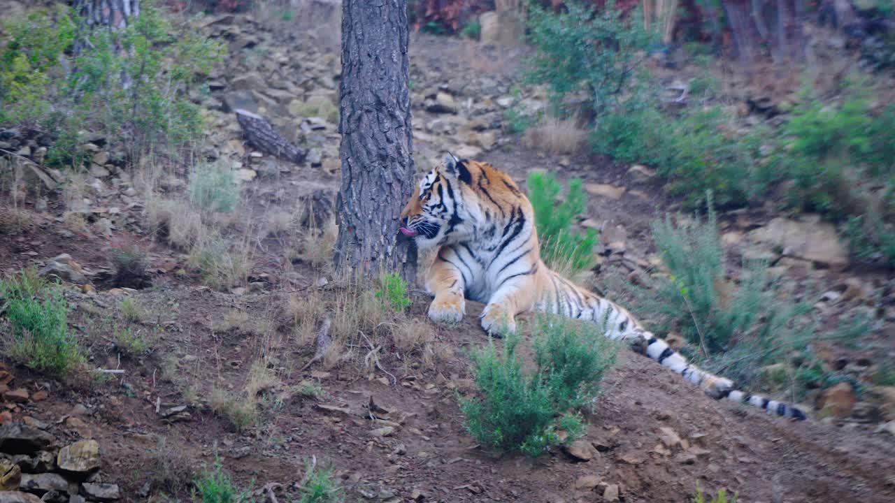 흐린 날 숲 속의 호랑이