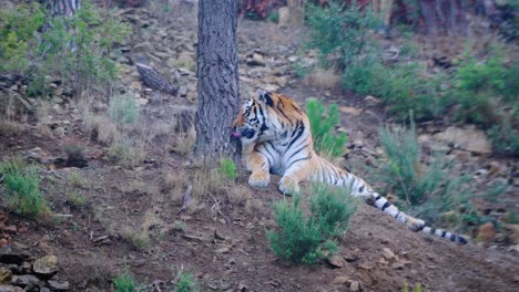 tijger in het bos op een bewolkte dag