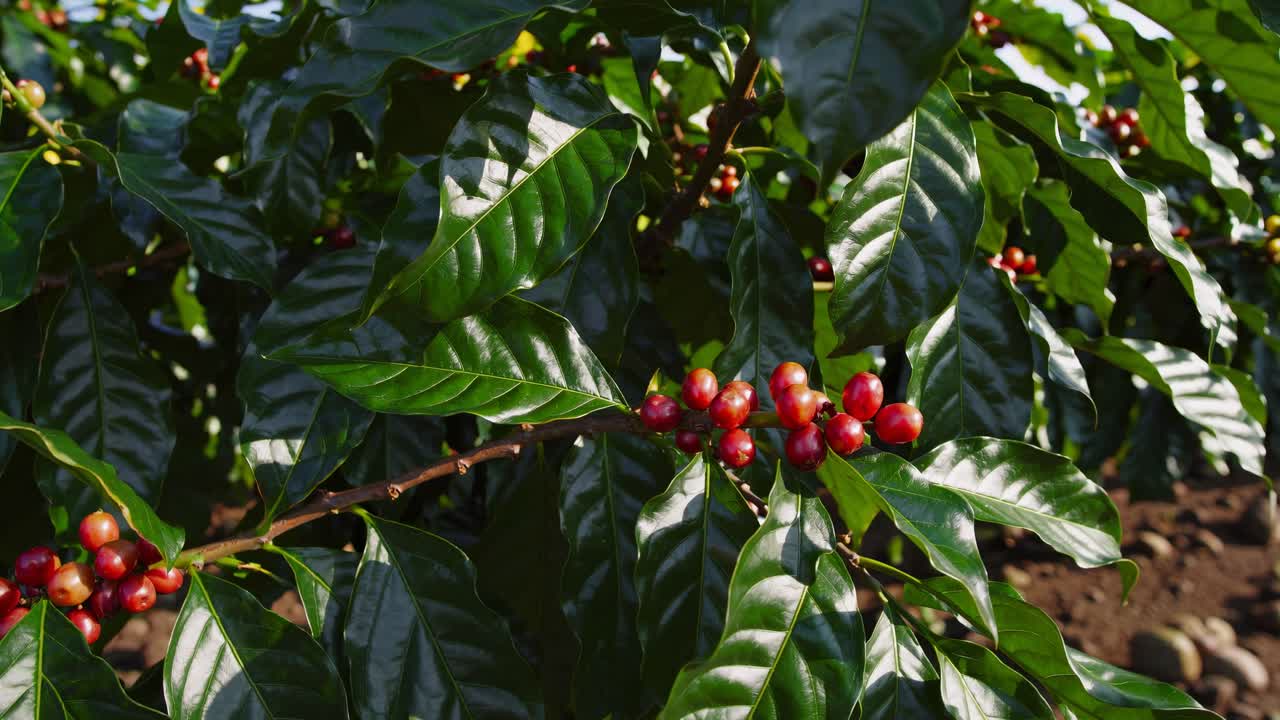 Low-angle video shot of lush coffee plants with ripe cherries, capturing the vibrant green leaves