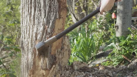 sideways axe swing into a tall tree