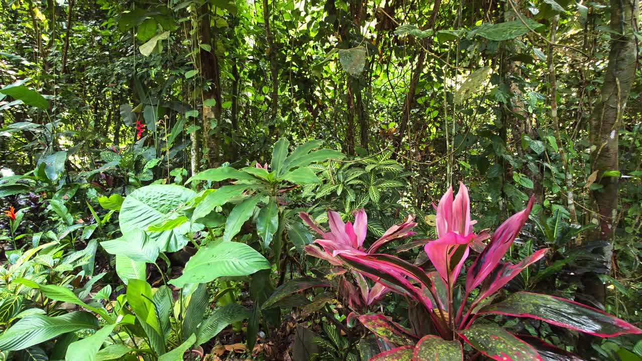 Colorful leaves thrive amidst dense green vegetation in the humid tropical forest near Kota Kinabalu, captured from video footage showcasing exotic nature in Southeast Asia