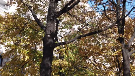 a sunny day in the park, where the leaves are yellow and brown and the sun is reflected in the camera through the trees