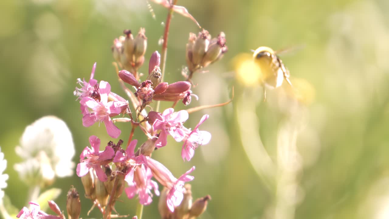 Bumblebee collects flower nectar at sunny day. Bumble bee shot in super slow motion camera 1000 fps.