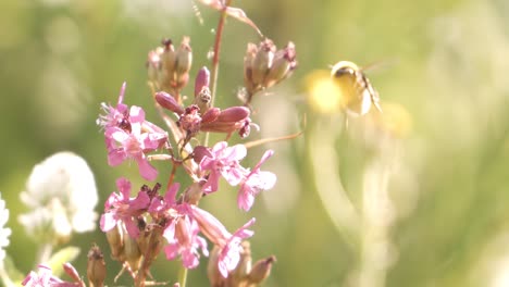 bumblebee collects flower nectar at sunny day. bumble bee shot in super slow motion camera 1000 fps.