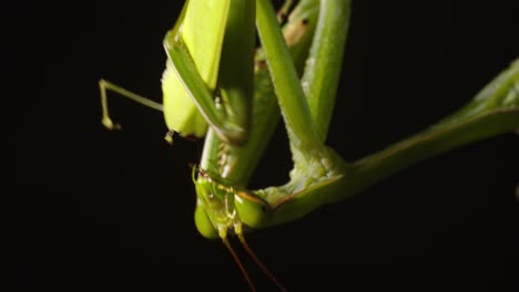 gruesome view of a praying mantis devouring a green grasshopper it has just killed