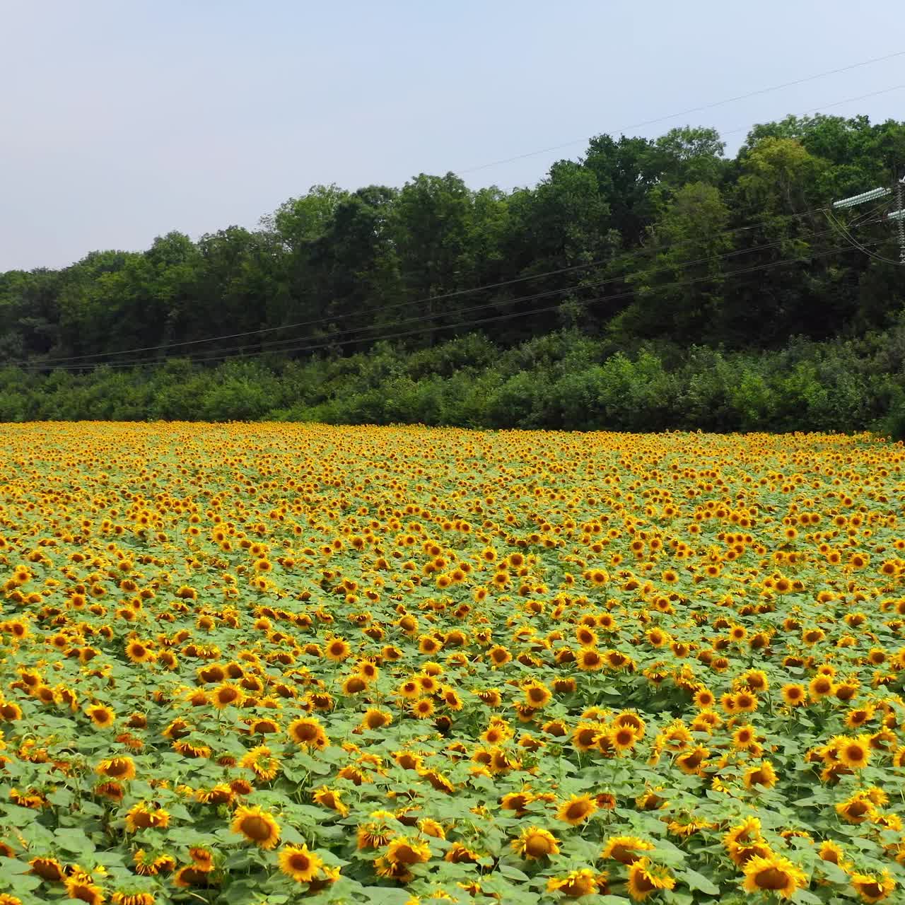 Paesaggio naturale esterno con piantagione di girasoli. Ampio campo di girasoli, vista aerea