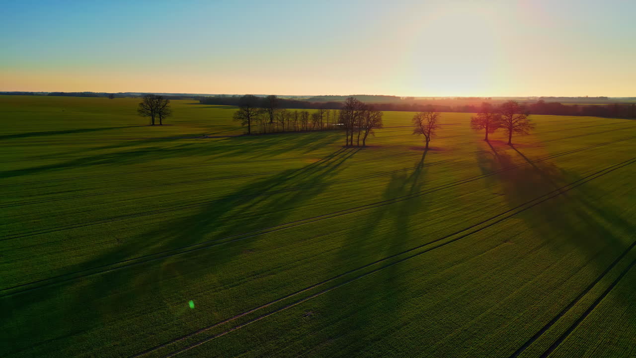 Filare di alberi che proietta ombre su un campo agricolo al tramonto, vista aerea con drone.