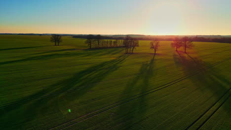 tree line casting shadows on agriculture field during sunset, aerial drone view