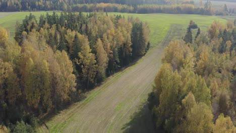 Aerial-pan-of-yellow-and-evergreen-tree-top-near-fields-in-early-autumn-morning