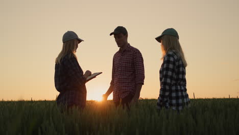 teamwork - farmers communicate against the backdrop of a wheat field where the sun sets.