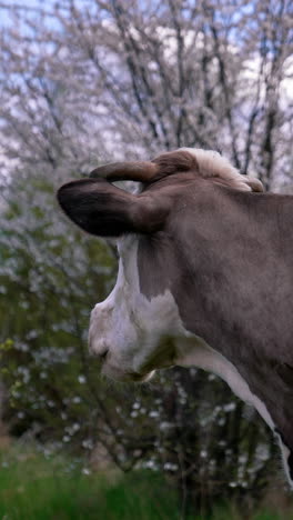 domestic animal chewing grass outdoors. milk cow grazing on pasture among beautiful spring nature. side view. vertical video