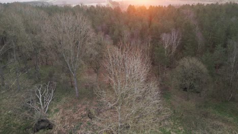 bare trees in deciduous forest at sunset