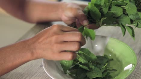 La-Mujer-Tailandesa-Está-Rasgando-Hojas-De-Albahaca-Verde-Y-Poniéndolas-En-Un-Plato,-Preparándose-Para-La-Receta-De-Pollo-Frito-Picante-Con-Hojas-De-Albahaca