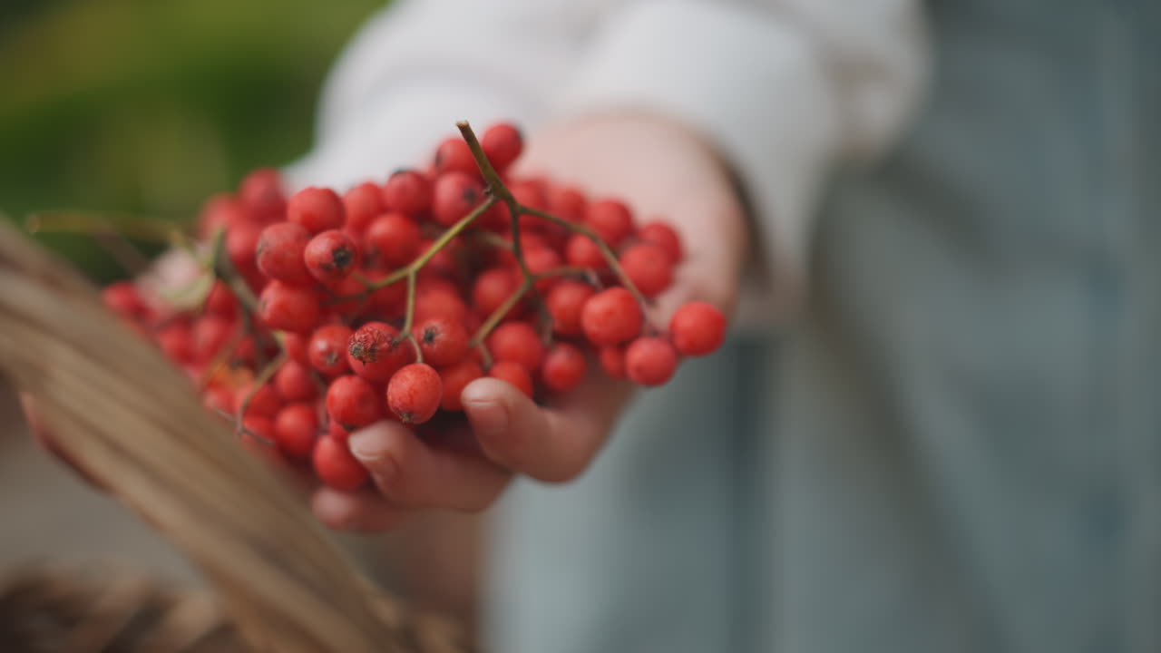Bambino che offre bacche rosse in un cesto, sequenza di mani che mettono bacche mature in un cesto di vimini intrecciato in un mercato rustico all'aperto, palmi sporchi di terra, lento trasferimento e rituale di raccolta, preparazione della marmellata.