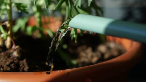 watering a plant