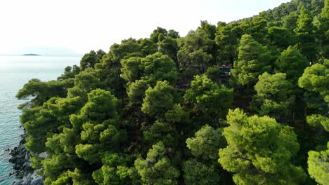 a lush coastal forest meets crystal-clear turquoise waters in a serene, sunny day scene