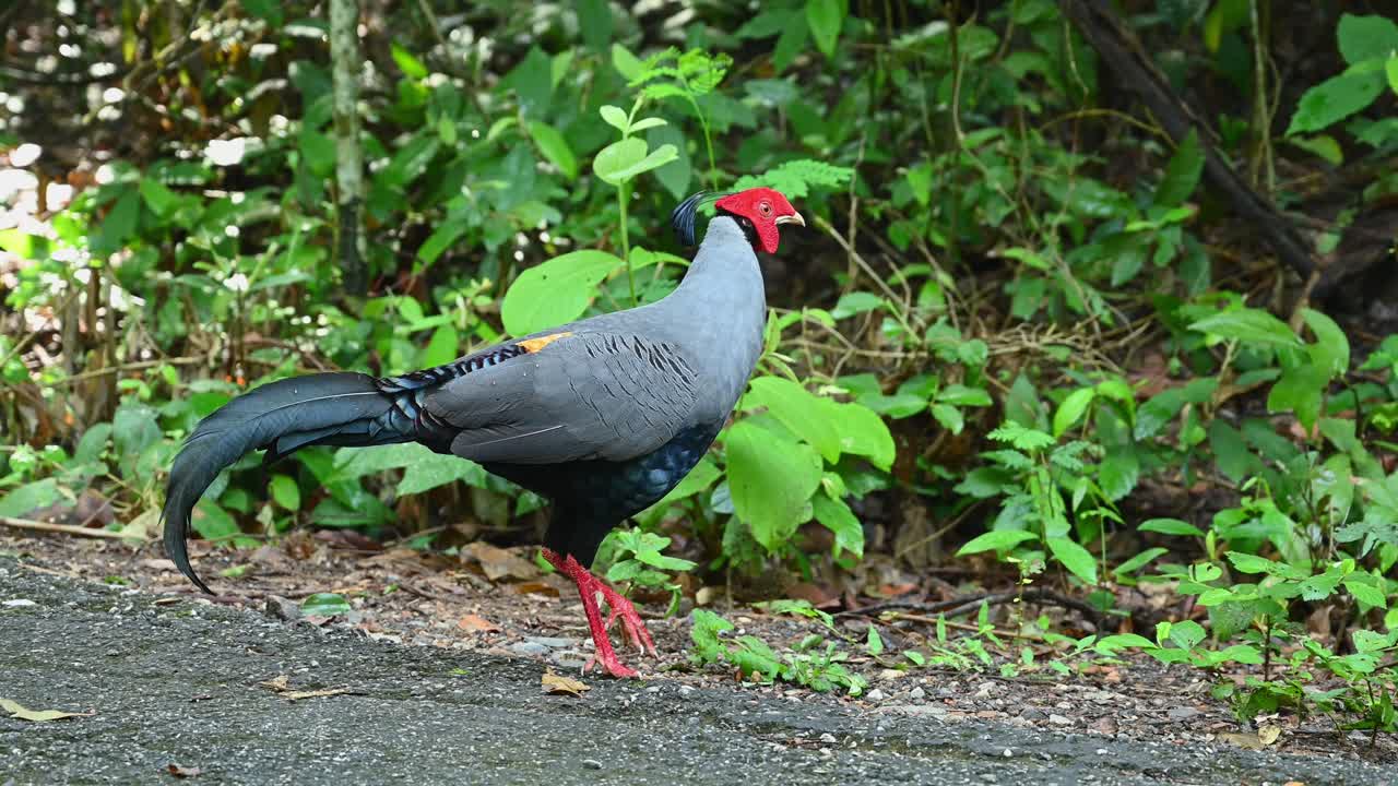 울창한 숲을 마주하며 날개를 퍼덕이며 앞으로 걸어간다.
