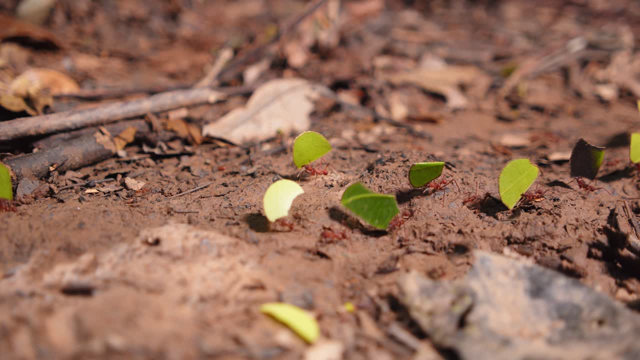 Leafcutter ants work tirelessly, carrying vibrant green leaf fragments across Peru’s Amazon forest floor.