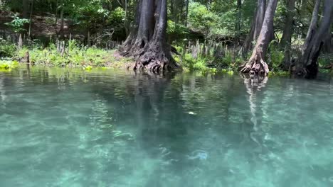 4k-Flotando-Y-Bajando-Por-El-Río-Ichetucknee-En-Florida-Manantial-De-Agua-Azul-Verde-Cristalino-Alimentado-Con-Cipreses-Y-Hierba-Y-Nenúfares,-Musgo-Y-Pantanos-Por-Todas-Partes-1