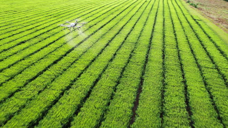 DJI-Agras-drone-flying-low-over-a-green-tea-plantation,-spraying-pesticide