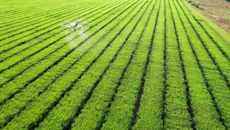 drone de dji agras volando bajo sobre una plantación de té verde, rociando pesticidas