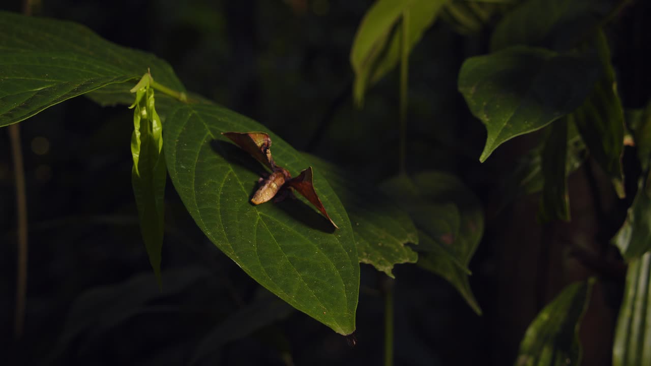 polilla de la familia apatelodidae descansando sobre una hoja, apariencia camuflada como una hoja muerta