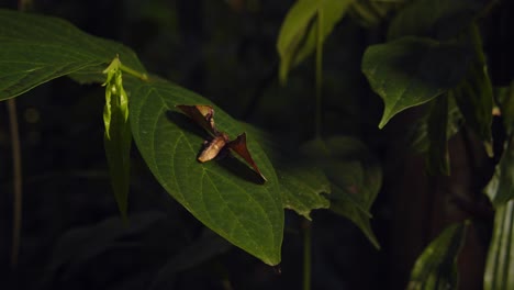 moth from the apatelodidae family resting on a leaf, camouflaged appearance like a dead leaf