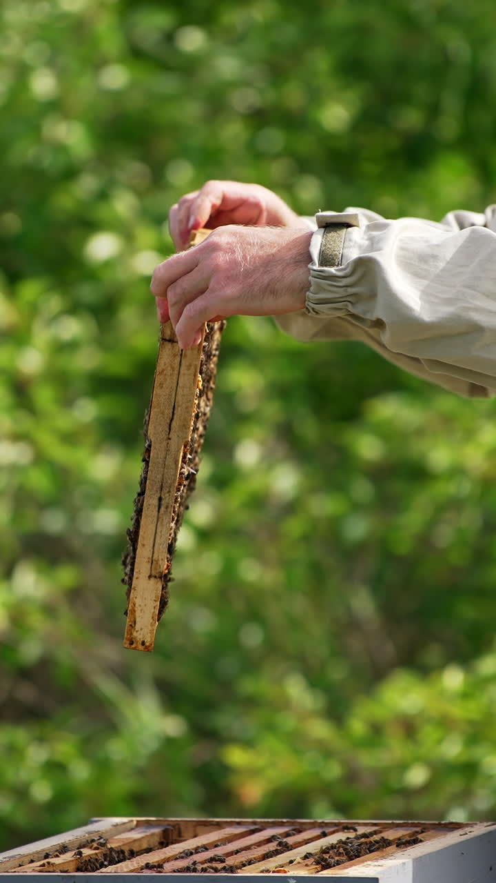 Man in beige protective outfit rotates frame in his hands. Honey frame coated with bees is placed into the wooden hive. Blurred nature backdrop. Vertical video