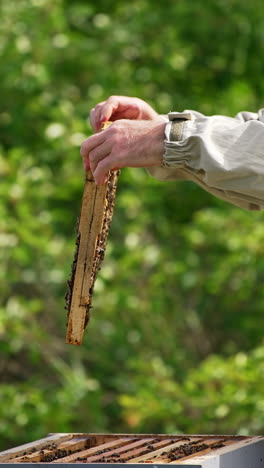 man in beige protective outfit rotates frame in his hands. honey frame coated with bees is placed into the wooden hive. blurred nature backdrop. vertical video