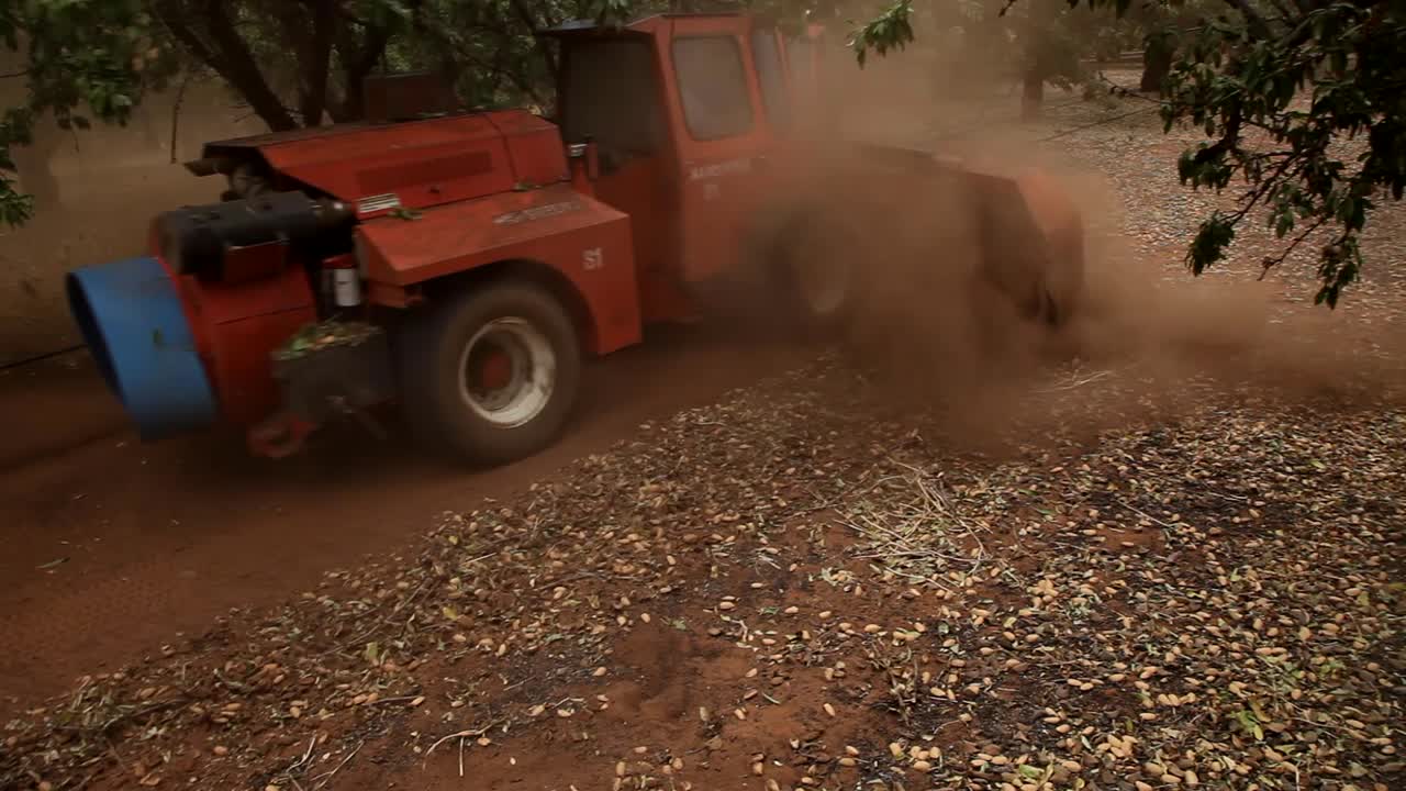 las almendras se cosechan con una barredora.